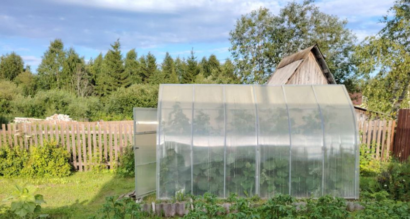 С 1 мая 2025 года вводится запрет на теплицы