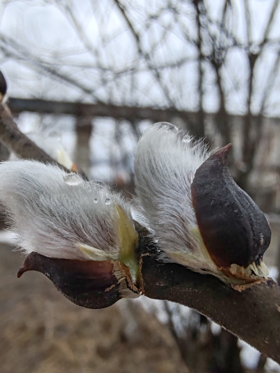 Первая вербочка
