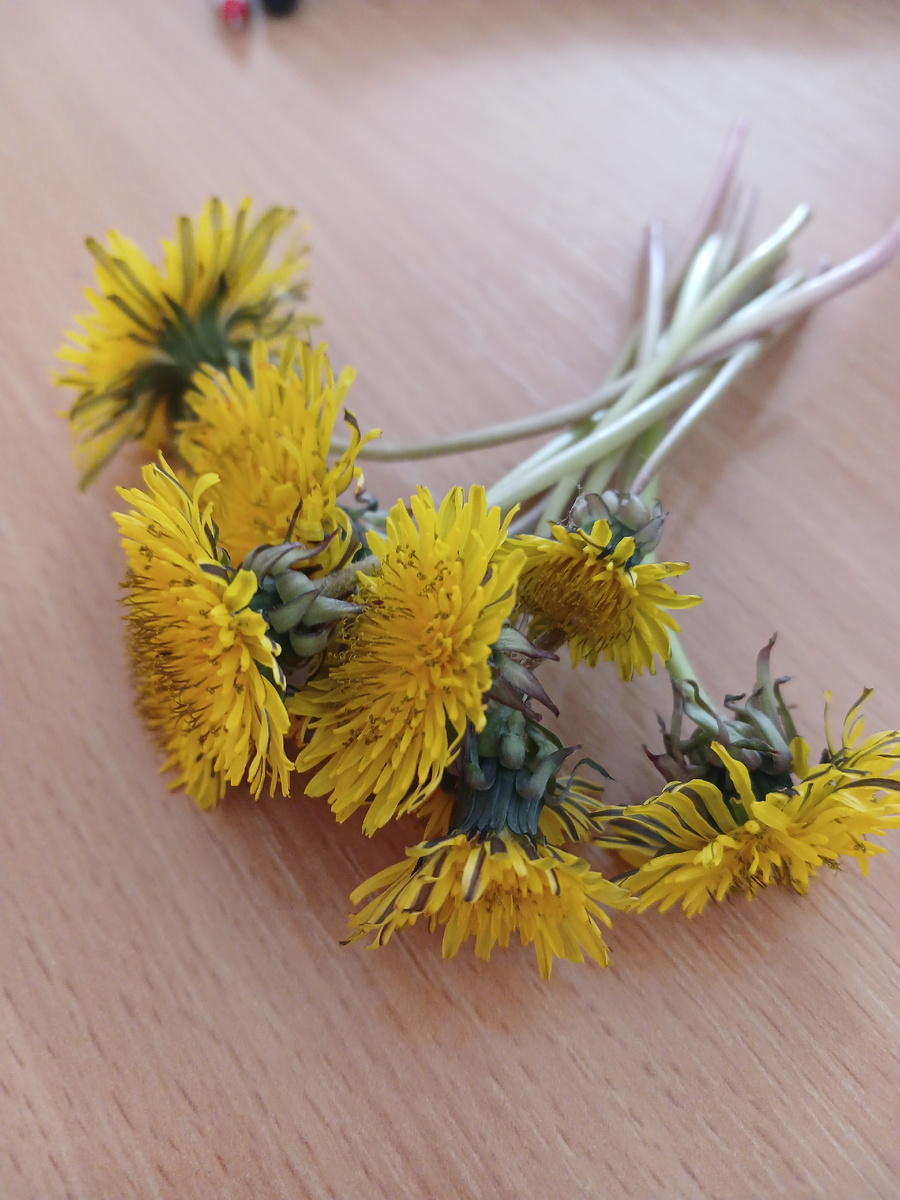 Одуванчики от пятиклашек)