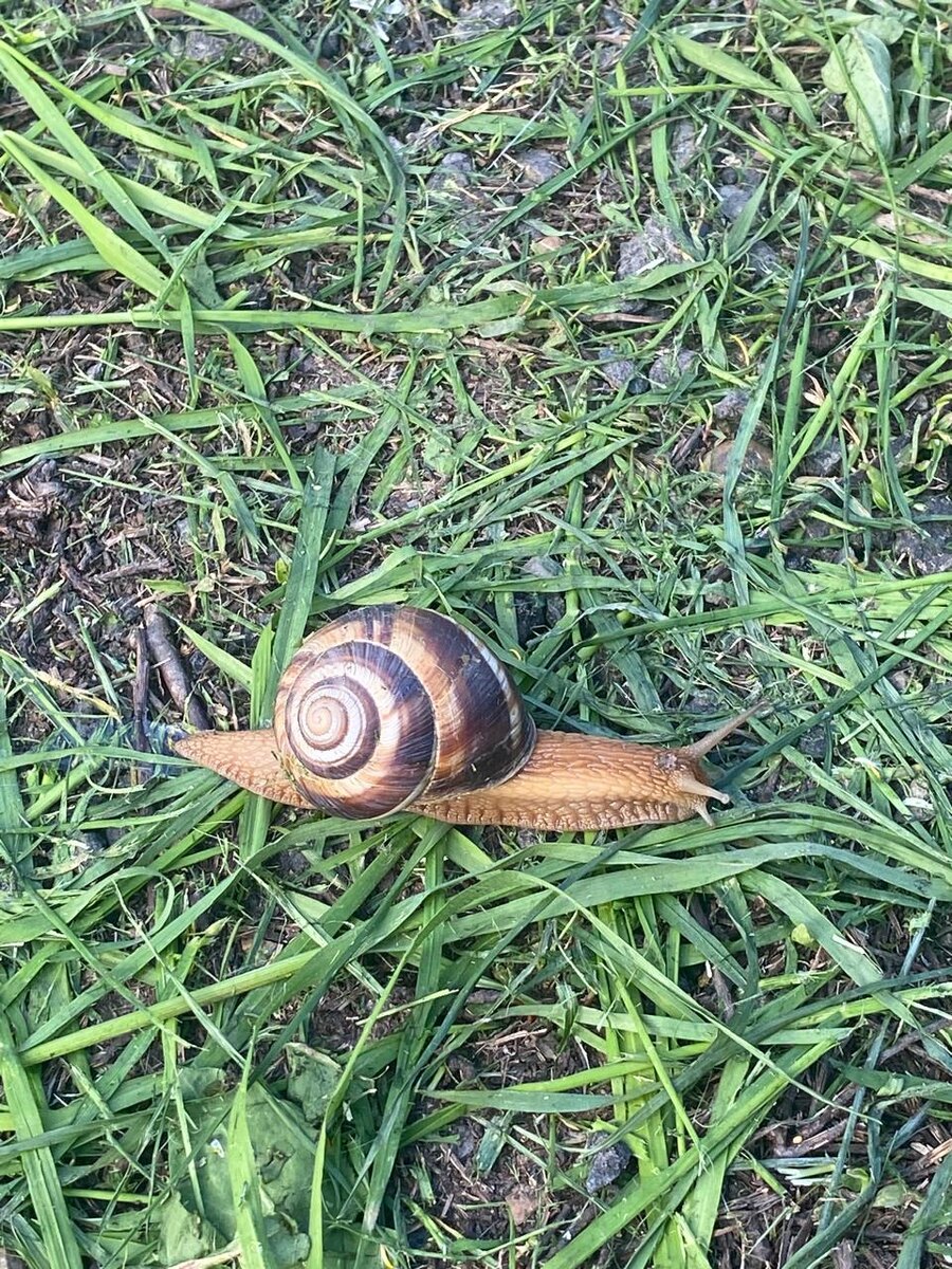 Виноградная улитка от мамочки ученика