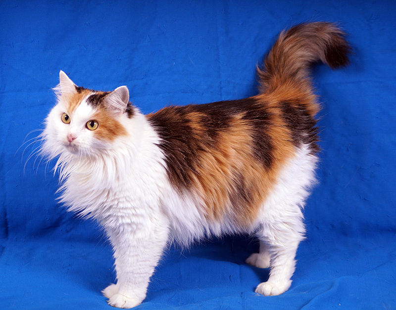 Картинки Яндекс