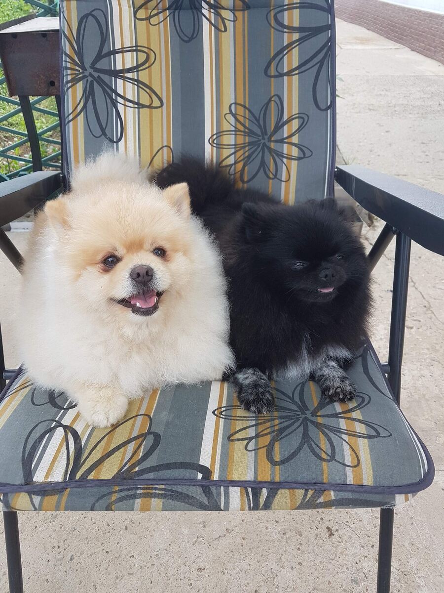 Вот кто отдыхает пока я работаю на огороде 