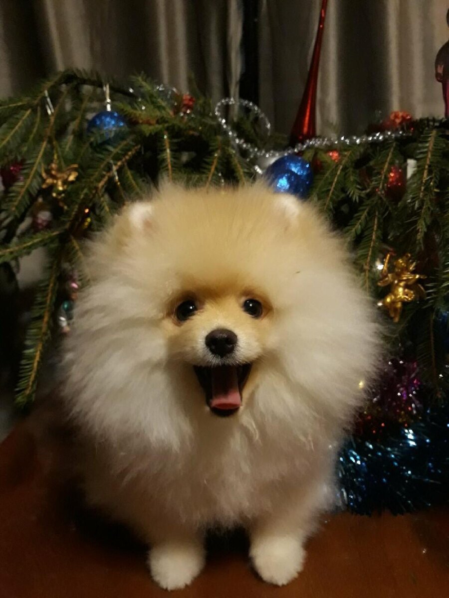 Похож я на игрушку ?