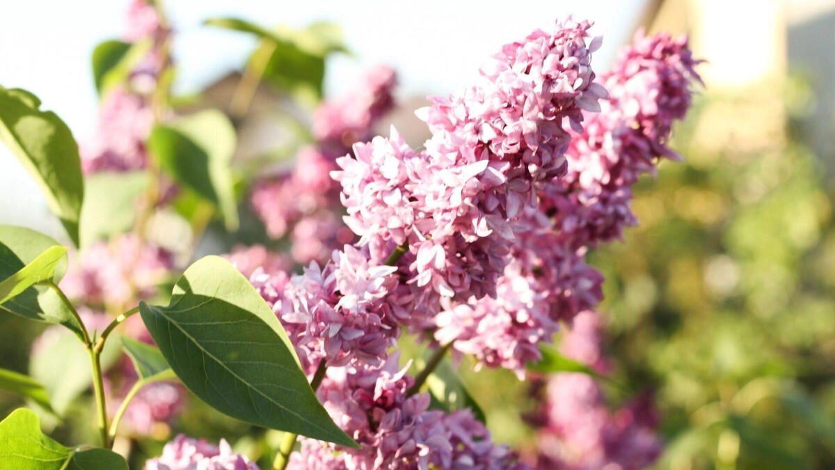     Источник: 1MI