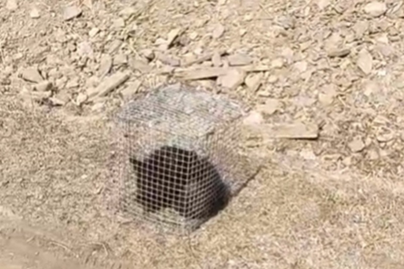    Фото: primamedia.ru Георгий