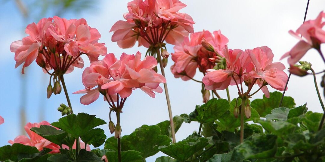 Герань в спальне — и деньги в кошельке? Что говорит народная примета