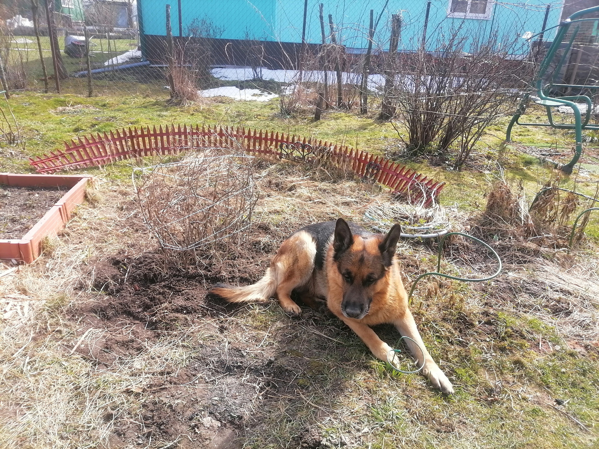 Фред одобряет мою работу. 