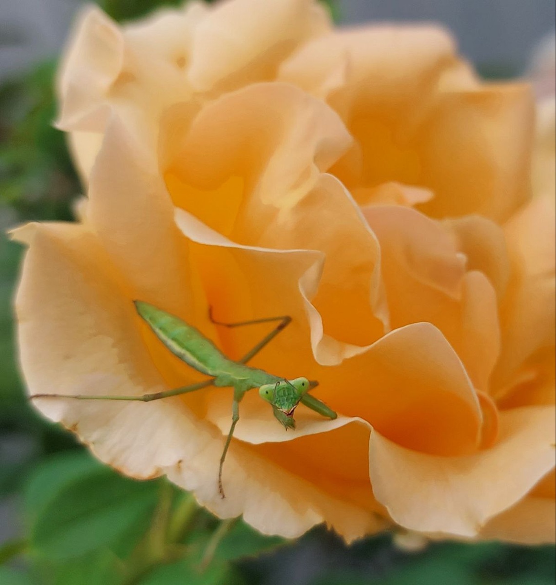 Богомол на цветке розы Полька