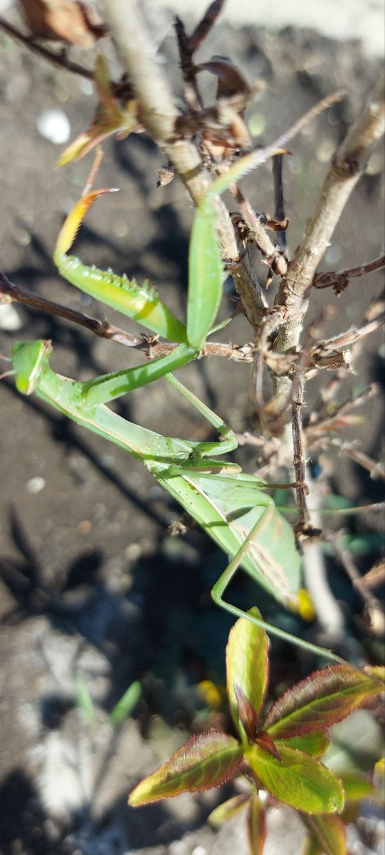 богомол на нашем участке