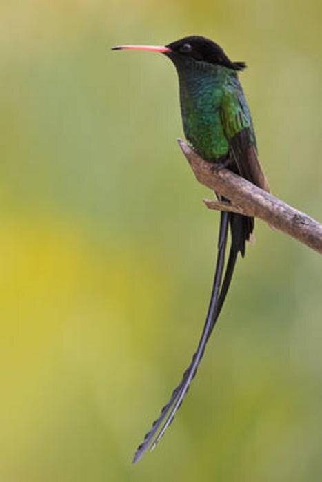 Колибри с алым клювом — один из двух необычных видов вымпелохвостов Ямайки. Источник: Sam Woods