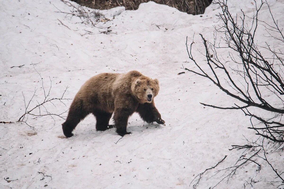 Фото: Медведи просыпаются на Юге Камчатки / Валентин Спичак