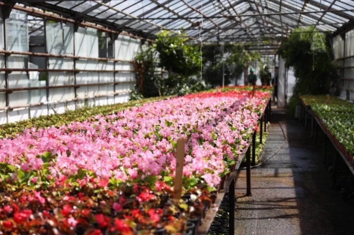    В 2025 году Самару украсят более 38 тысяч квадратных метров цветников