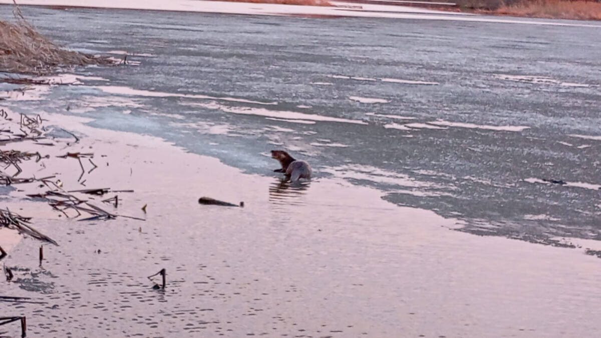 Фото: Госкомитет РТ по биоресурсам