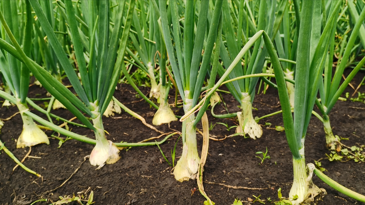 Лук Эксибишен в июле. 