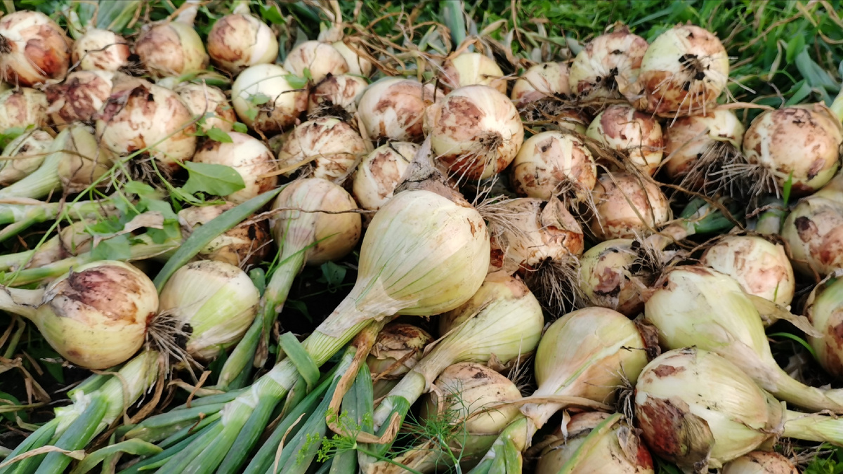 Эксибишен и Богатырская сила, были примерно одинакового размера, в среднем по 600 или 700 грамм. 