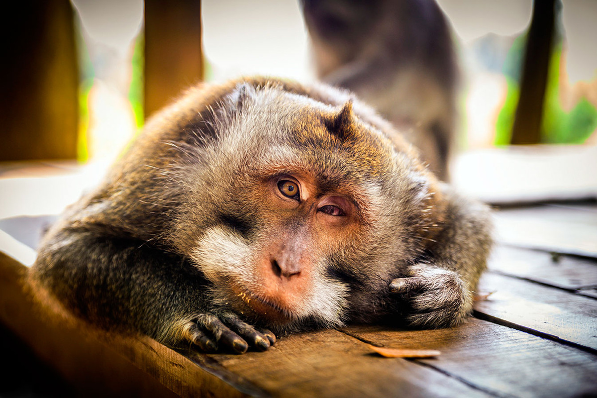 Наш мозг предугадывает решения, действия и мысли окружающих