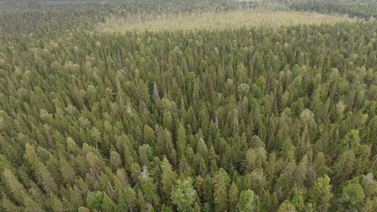    © Министерство природных ресурсов, лесного хозяйства и экологии Пермского края