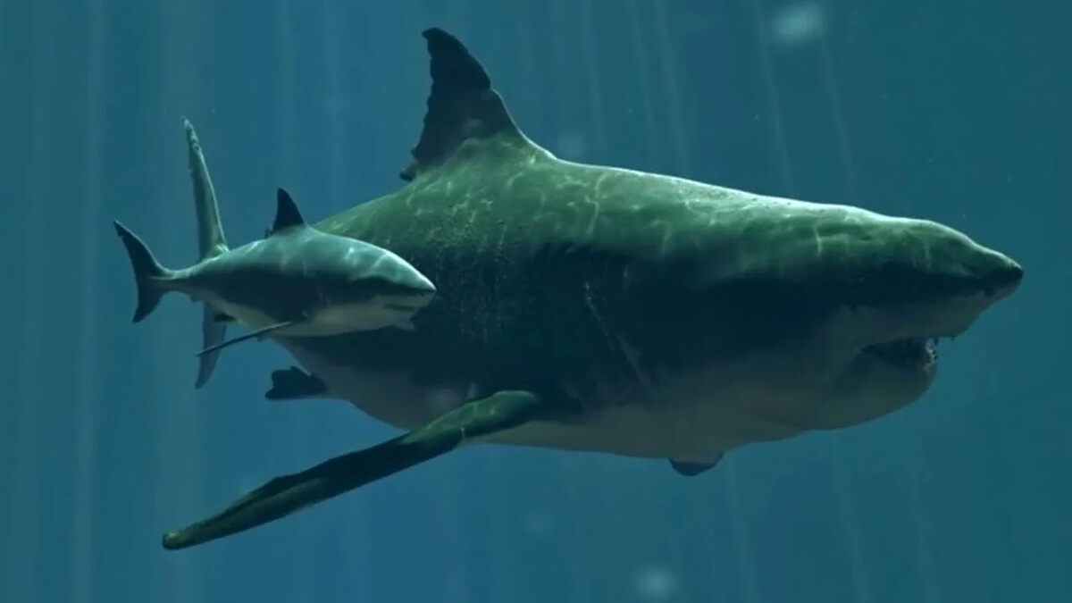 Так раньше представляли мегалодона