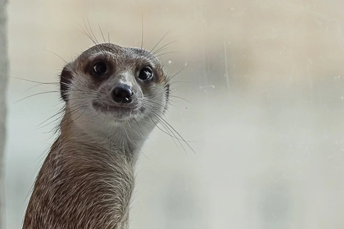    Владельца мини-зоопарка в Челябинске привлекут к ответственности