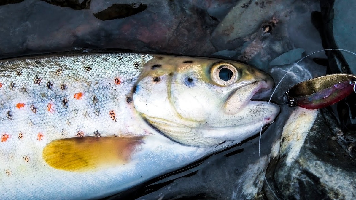 Особенности ловли рыбы в горных водоёмах: секреты успеха и техники