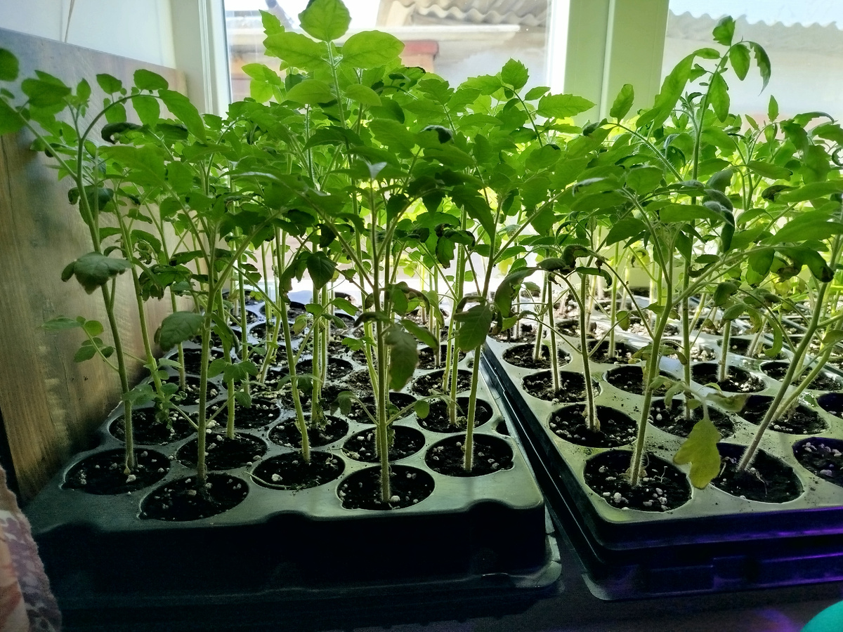 Фото автора " Жизнь в селе "