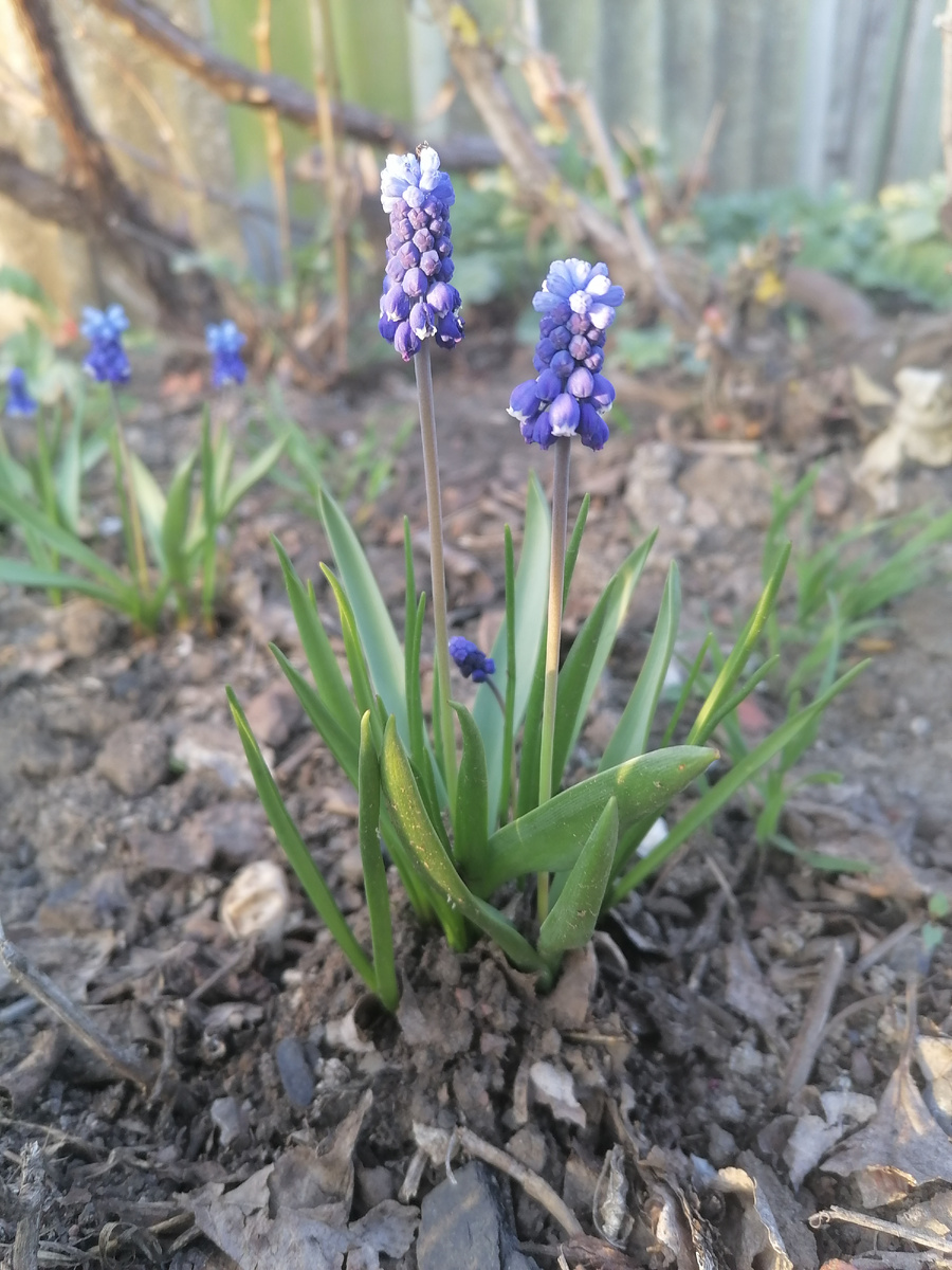 Весна в самом разгаре! Не врямя ли привести мысли и сознание в порядок? Очистить их разложить по полочкам! Закрыть какие-то неприятные моменты в жизни, а что то начать с чистого листа! Внести что то новое и приятное! Вырастить словно свежий расток прекрасного цветка 🌱