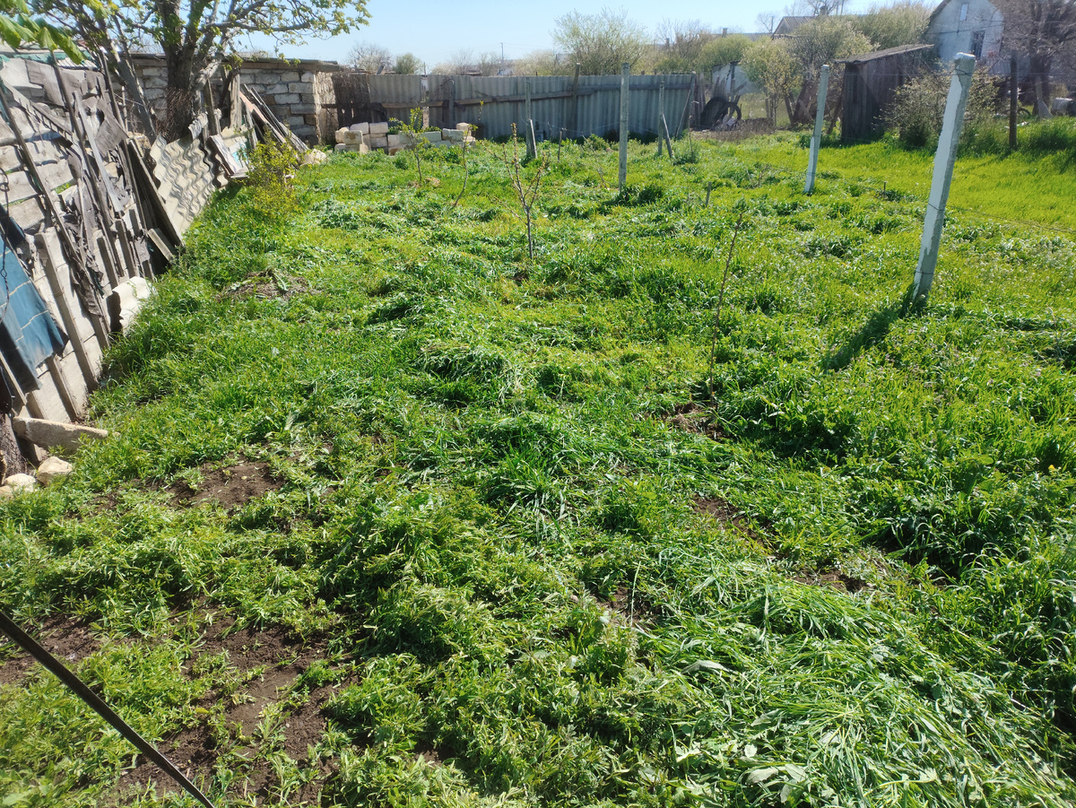 Так стало. Правда еще кусочек вдоль забора в три рядка почистила. Не фотографировала его.