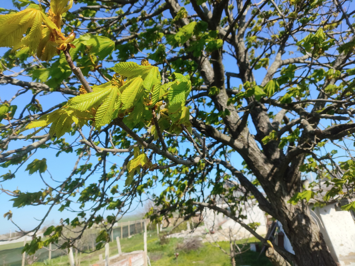 Попыталась свечки каштана показать, так их ветер сдул... Точнее, листиками прикрыл.