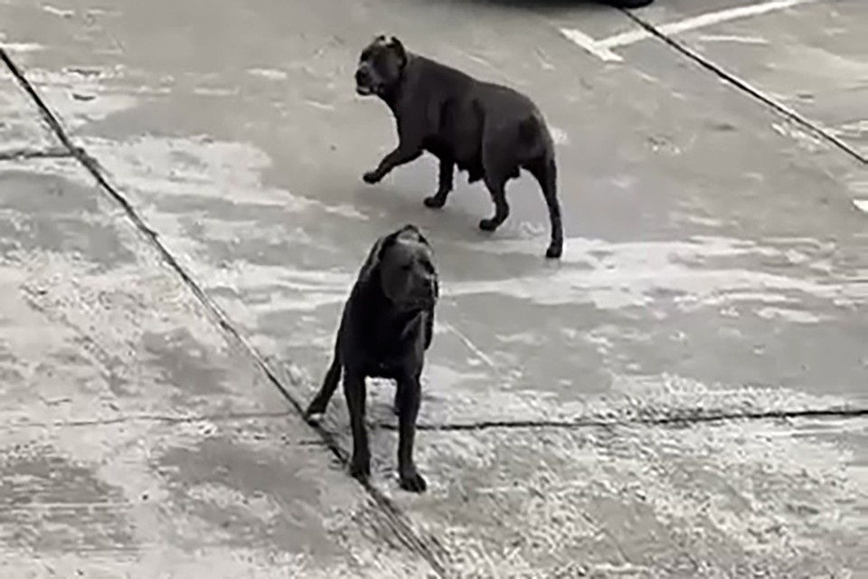    Собаки без намордников прогуливались без хозяев. Фото: скриншот видео