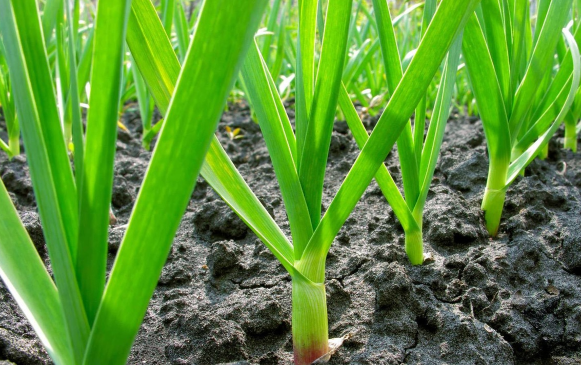 чеснок  грядке