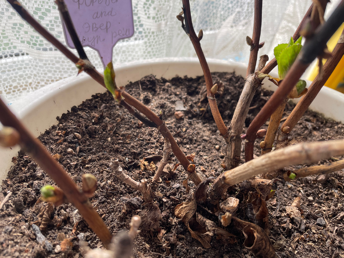 Крупнолистная гортензия Форевер энд Ревер