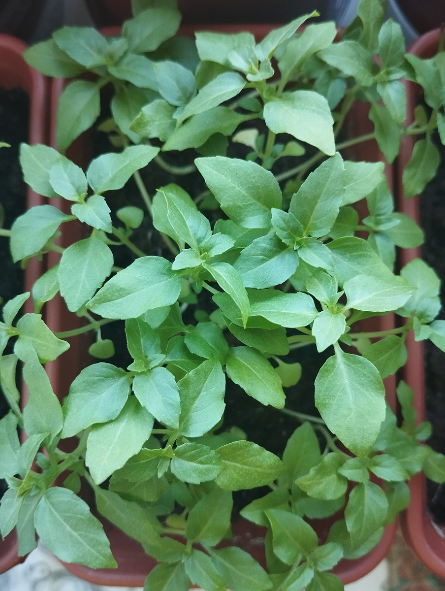 Вот так выглядит базилик Компатто спустя месяц после посадки. Листайте галерею.