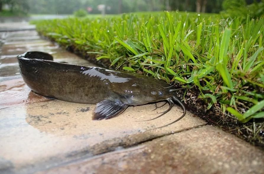 Изображение из интернет-ресурса: fineartamerica.com