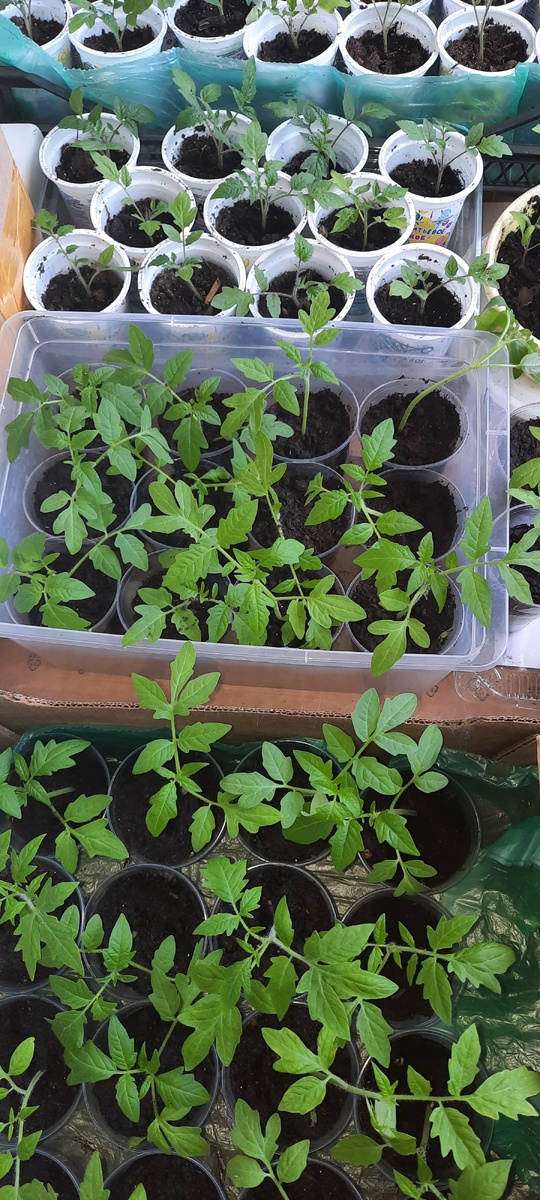 Сегодня рассада уезжает в теплицу. К нам пришло лето. Днем температура + 20