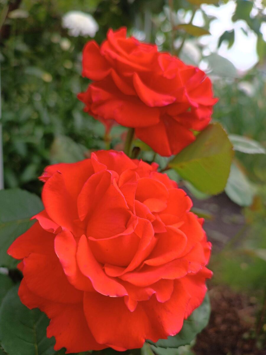 Красотка Эль Торо