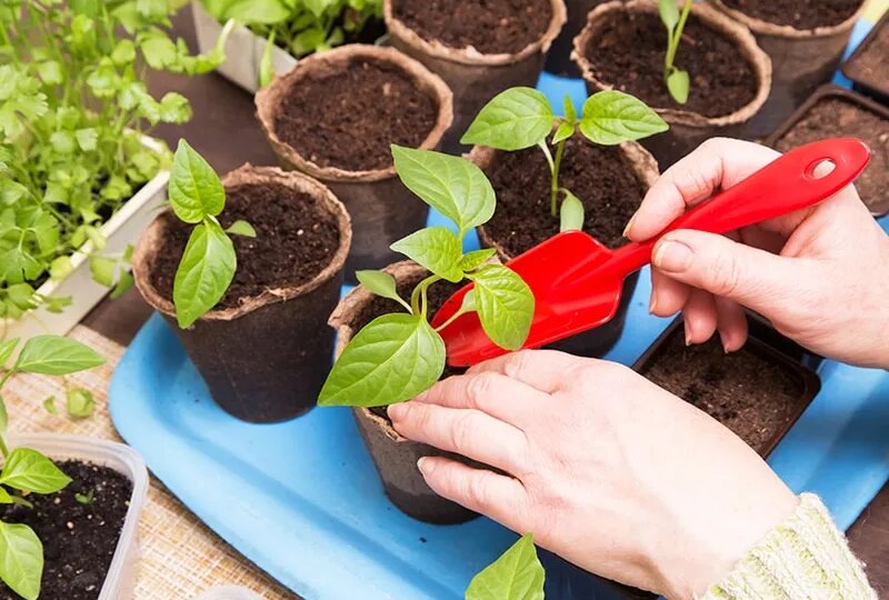 Как правильно провести пикировку рассады перца: советы для идеального урожая