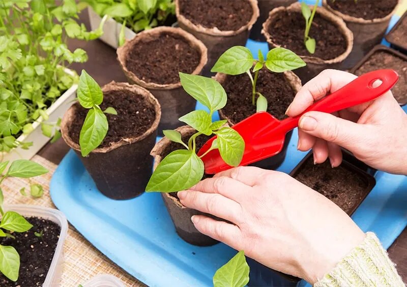 Как правильно провести пикировку рассады перца: советы для идеального урожая