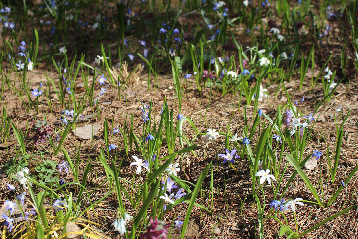 Наш сад в апреле
