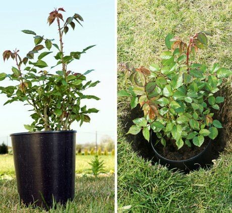 Саженцы с закрытой корневой системой