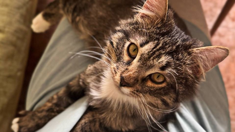 ❗ДОМА❗😸💹Котёнок Чижик очень хочет подняться на социальном лифте! От несчастного бомжика со штрафстоянки - в любимого домашнего питомца.