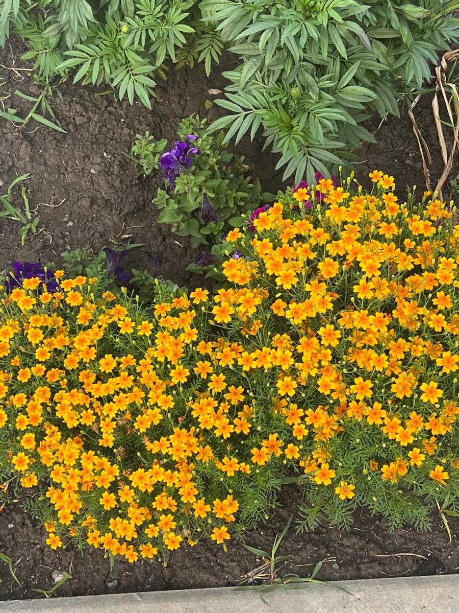 Цветы растущие самосевом