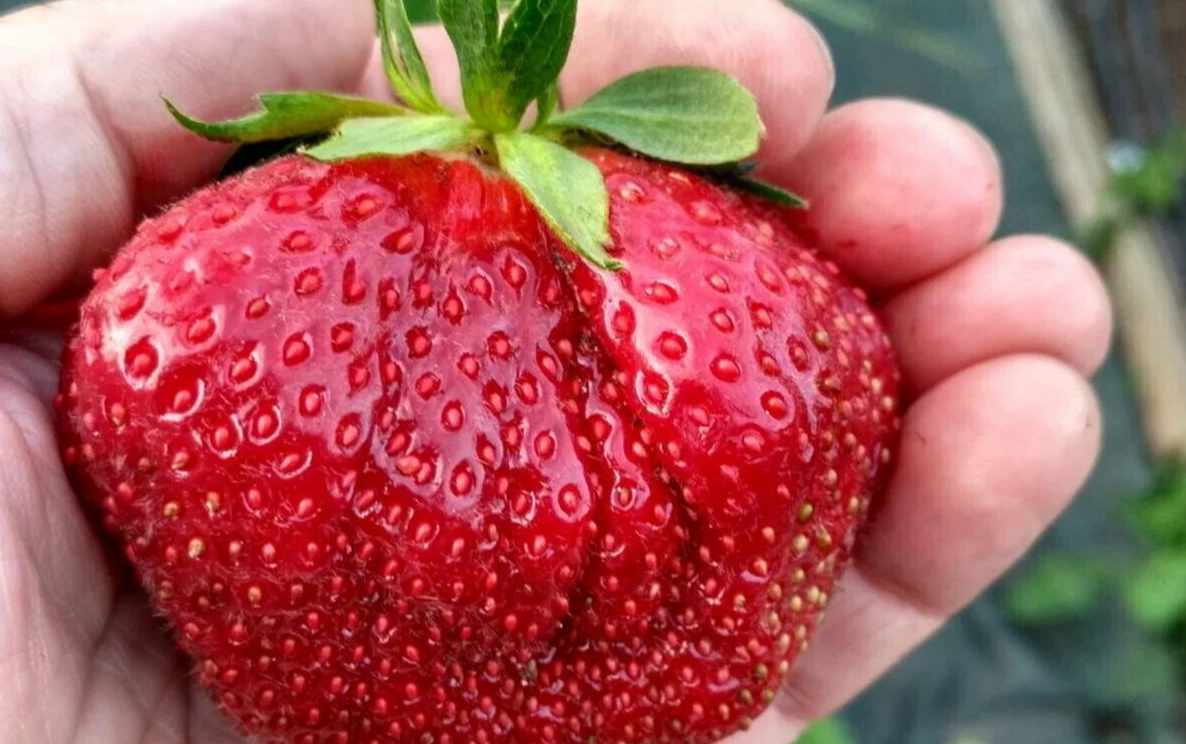 клубника в ладоне у взрослого человвека