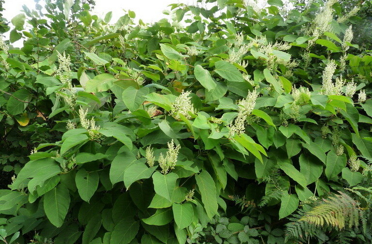 7 рабочих способов борьбы с рейнутрией. Как уничтожить рейнутрию? Как избавиться от рейнутрии?