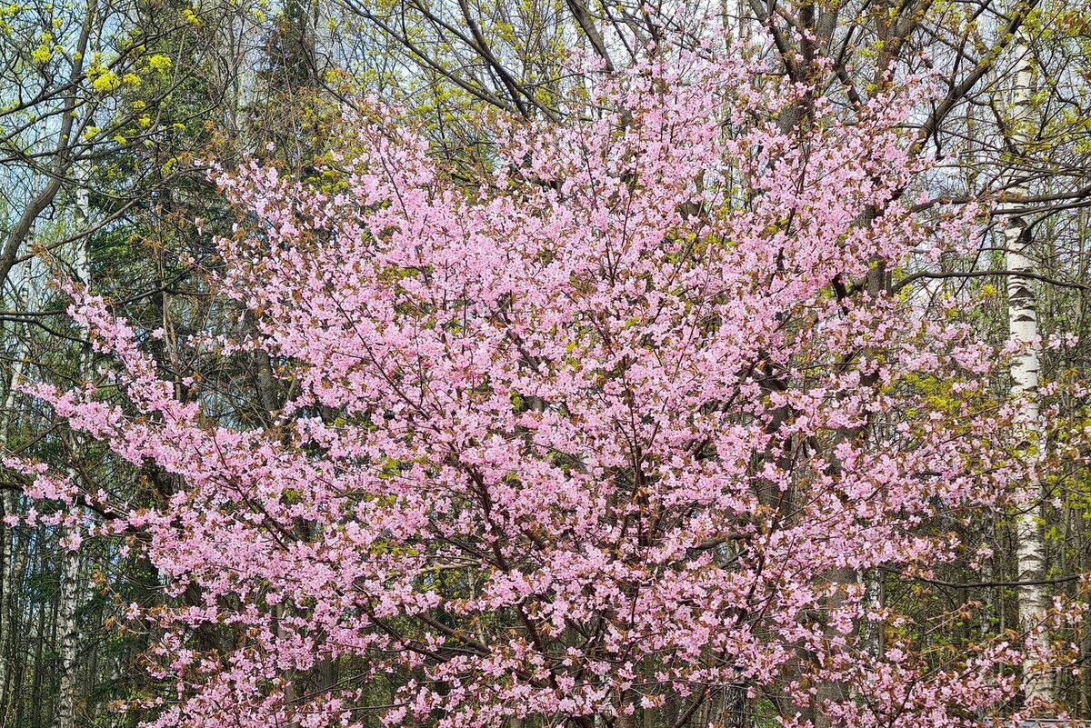 Цветение сакуры в Бирюлевском дендропарке. Агентство "Москва
