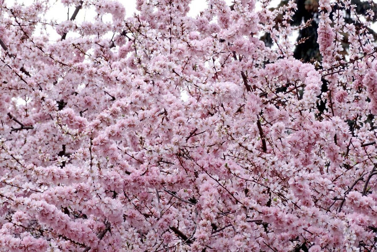 Агентство "Москва"
Сакура расцвела на Воробьевых горах.