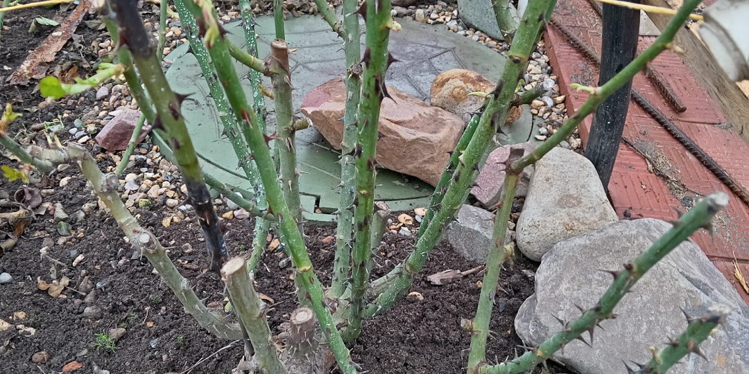 Розы - обрезка и первые обработки. День Рождения на клумбах вместо ресторана 🤗