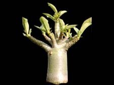 Фото  молодого тайского сокотранума сорта Golden Crown (Золотая корона)