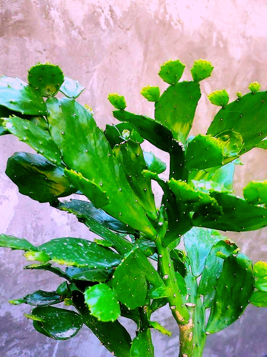 Бразилиопунция