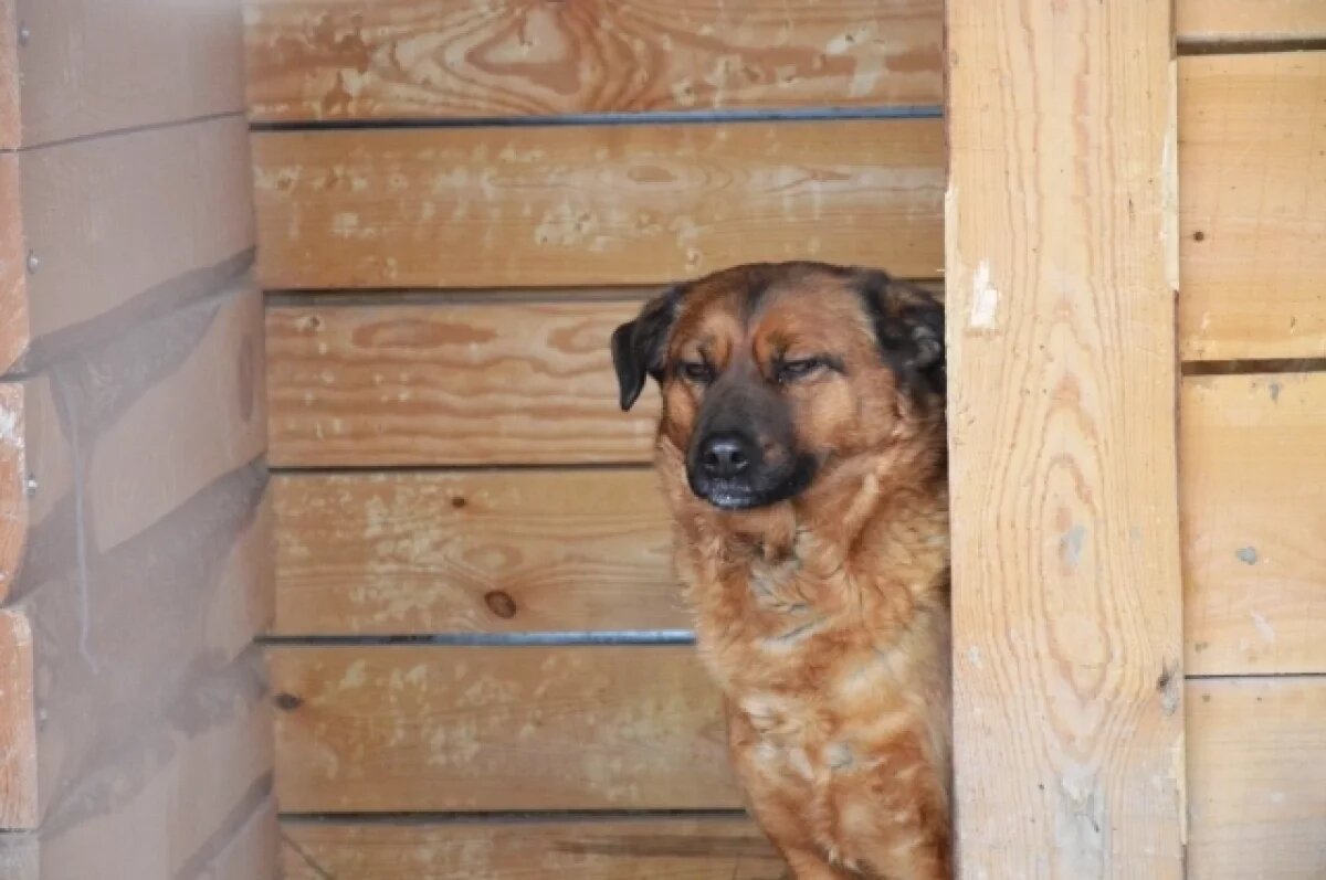    В Брянской области собака 3 года жила в яме без солнечного света