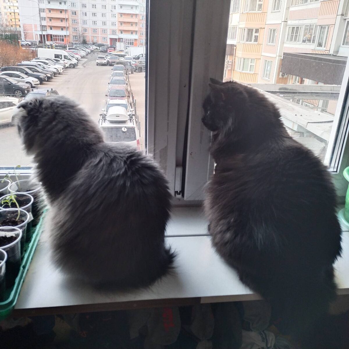 Ждуны. Шарики отобрали, скучно...